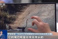 真相来了丨网传“峨眉山猴子被击毙”视频系AI捏造 11处造假！