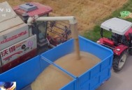 AI解锁丰收密码丨把滴灌带“种”进玉米地 干旱时也能实现高效灌溉